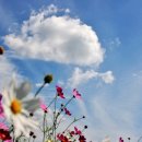 허수아비 이미지