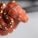 우림 이미지