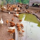 꿈의농장 이미지