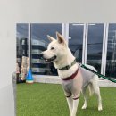 크림푸들 가족이야기 이미지