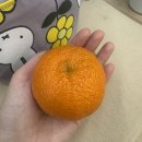 별천지노래바 - 청주시 청원구 향군로108번길 23 | 맛있는 만다린을 먹을 수 있는 때가 왔다🍊