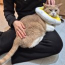 고양이마을 | 성수 실내 놀거리 서울 고양이 카페 추천! 길고양이마을 성수협력점 후기