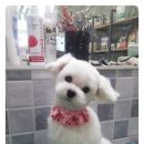 솜솜 애견미용 이미지