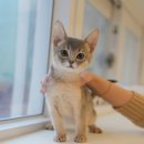 대구 고양이분양 캣갤러리 | 평범한 일상에 찾아온 따뜻한 인연✨ 문경고양이분양 미유펫대구점 후기