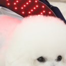 토들펫