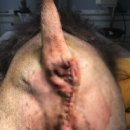 부평24시 SKY 동물의료센터 이미지