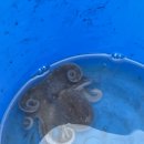 왜목마을좌대낚시터 이미지