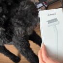 시월의고양이 | 시월이 털관리 꿀템! 8988스튜디오 반려동물브러쉬 솔직 후기 🐩