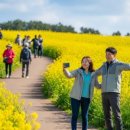 양천구 지역명소 탐방코스 9 | 제주도 3월 유채꽃, 지금 피기 시작한 당일치기 명소 코스