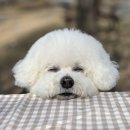 뉴데이 반려견 미용실 | <서울 애견미용실> 하울팟 한남점 반려견 목욕 후기