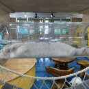 익산 고양이카페 아이캣유 이미지