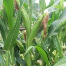 청미래마을(수암) 이미지