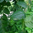 상도3동마을공원 이미지