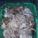 여수쭈꾸미 이미지