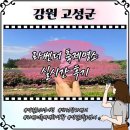 강원자연팜 | 고성 라벤더축제 하늬라벤더팜 실시간개화상황 양귀비 가볼만한곳 명소 후기