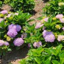 야생화단지내 이미지