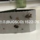 벅스코 이미지