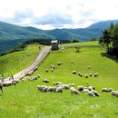 한목장 Daum카페