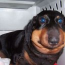 멍멍이 달린다 이미지