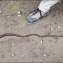 지렁이마을 이미지