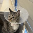 경안로R | 발톱 빠진 고양이😢(고양이 발톱 부상, 병원 꼭 가야 할까?)