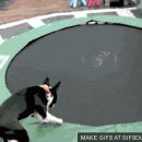 강쥐세상 이미지