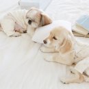 파자마독 이미지