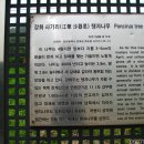 강화 사기리 탱자나무