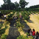 감귤박물관 이미지