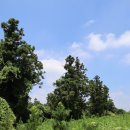 코코트리 이미지