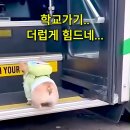 댕댕이 유치원 스쿨버스 계단 좀 낮춰주개 이미지