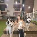 프로네앞마당 | 울산 애견동반카페 추천｜프로네앞마당 울산 달동점, 애견유치원·호텔까지 한 번에