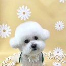 애견미장원 이미지