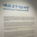개와고양이 | 개와 고양이의 시간 제주현대미술관 전시 후기