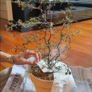 크로키아 이미지