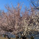 평사리공원3 | 김해 여행｜용당나루 매화공원 매화 개화 90%, 이번 주 피크 예상(나는 솔로 촬영지)