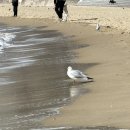 해운대해수욕장 | 해운대 해수욕장·동백섬 산책 코스 후기 (초보 여행자 추천)