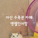 엔젤인어항 이미지