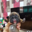 줄리