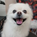 강아지당 이미지