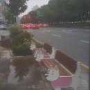 도시 강아지 이미지