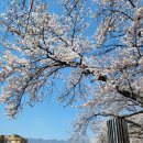 2025 봄나들이 추천🌸 서울 근교 벚꽃축제 가이드 (개화시기/가는법/먹거리)