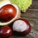 마로니에 이미지