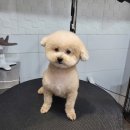 쁘띠애견미용실 이미지