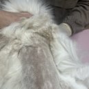 창원고양이미용 무냥무냥 이미지