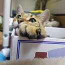 이루네 애완미용샵 | 청주 고양이호텔 어디 맡길까 고민이라면 성안길 남주동 고양이샵 내돈내산 후기