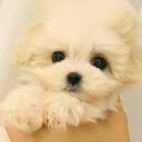 애니멀즈 강아지분양 고양이분양 천안점 이미지