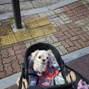 까까 주시개 이미지