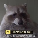 태권치킨 이미지