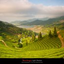 보성운해녹차 이미지